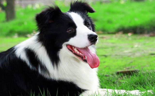 边境牧羊犬